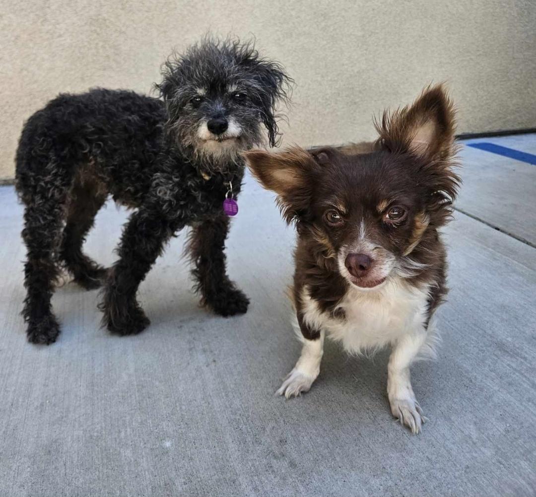 Enlarge Indigo and Nina, a Adoptable mixed breed in Manhattan Beach, CA image 4/5