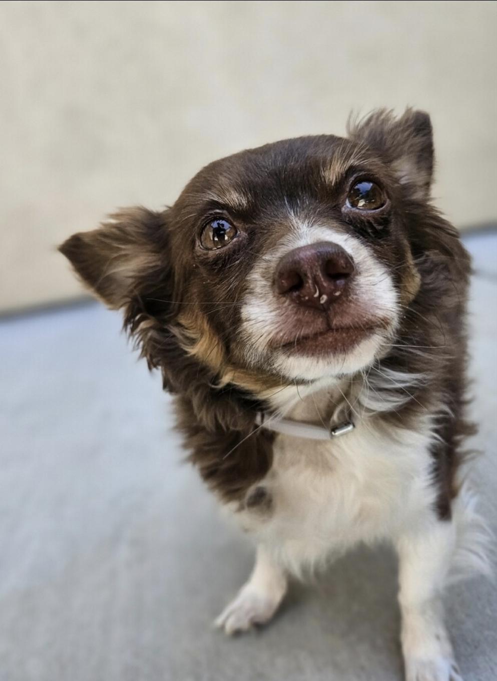 Enlarge Indigo and Nina, a Adoptable mixed breed in Manhattan Beach, CA image 3/5