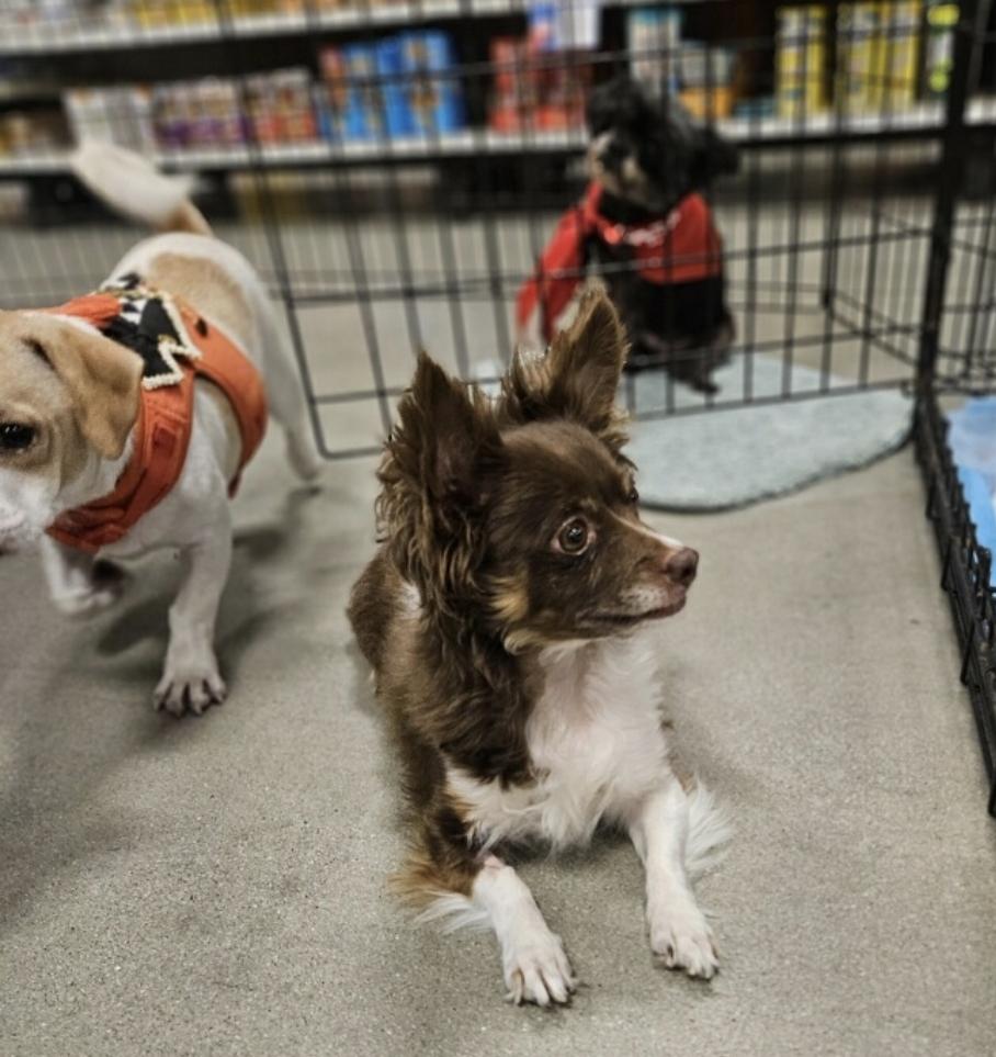 Enlarge Indigo and Nina, a Adoptable mixed breed in Manhattan Beach, CA image 5/5