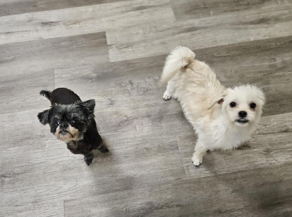 Enlarge Indigo and Nina, a Adoptable mixed breed in Manhattan Beach, CA image 2/5