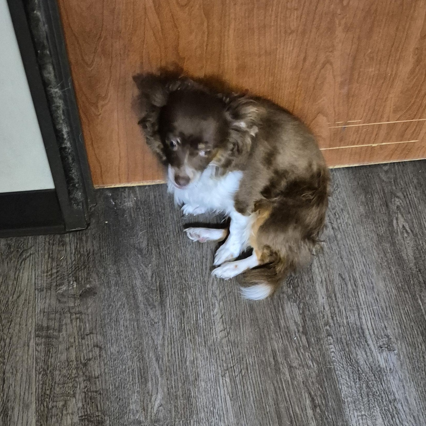 Indigo and Nina, Adoptable, Adult Female Shih poo & Papillon.