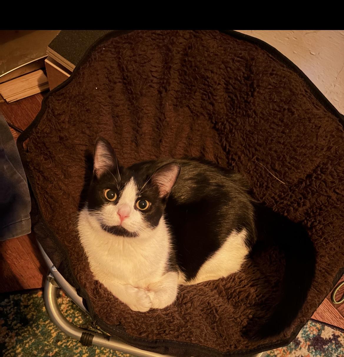 Sylvie, Adoptable, Young Female Domestic Short Hair & Tuxedo.