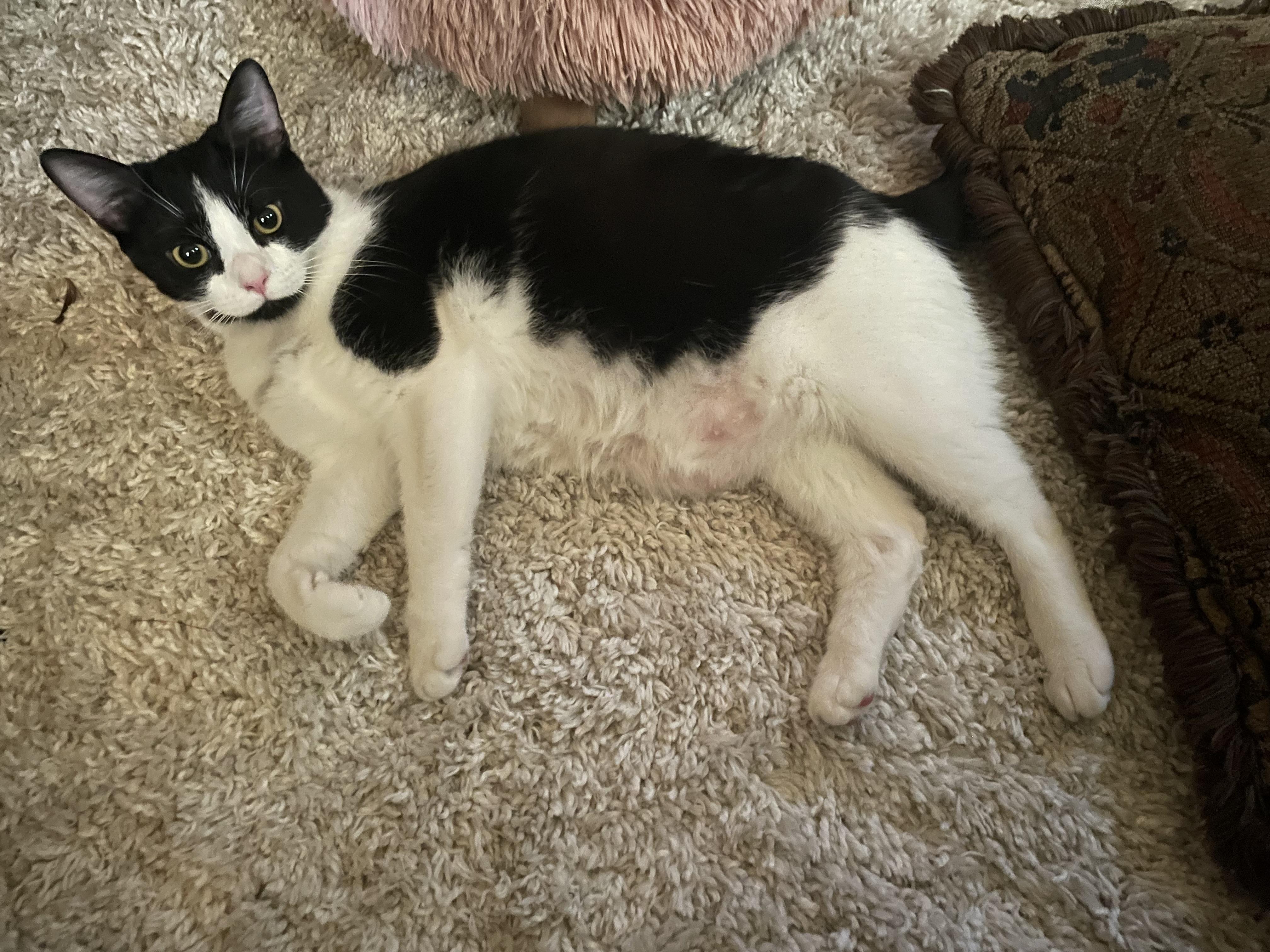 Enlarge Sylvie, a Adoptable mixed breed in Greensboro, NC image 2/6