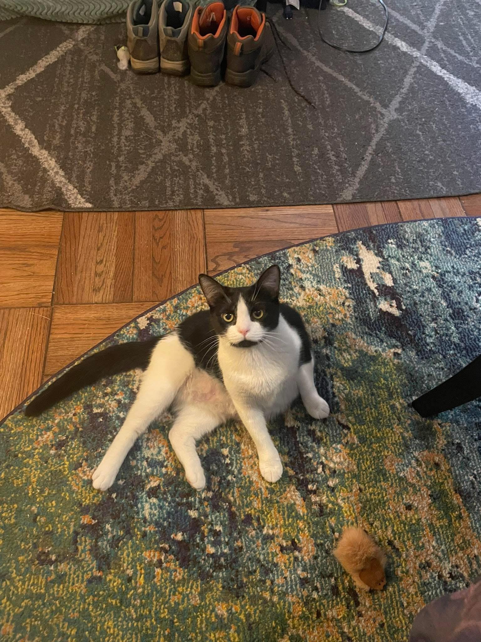 Enlarge Sylvie, a Adoptable mixed breed in Greensboro, NC image 3/6