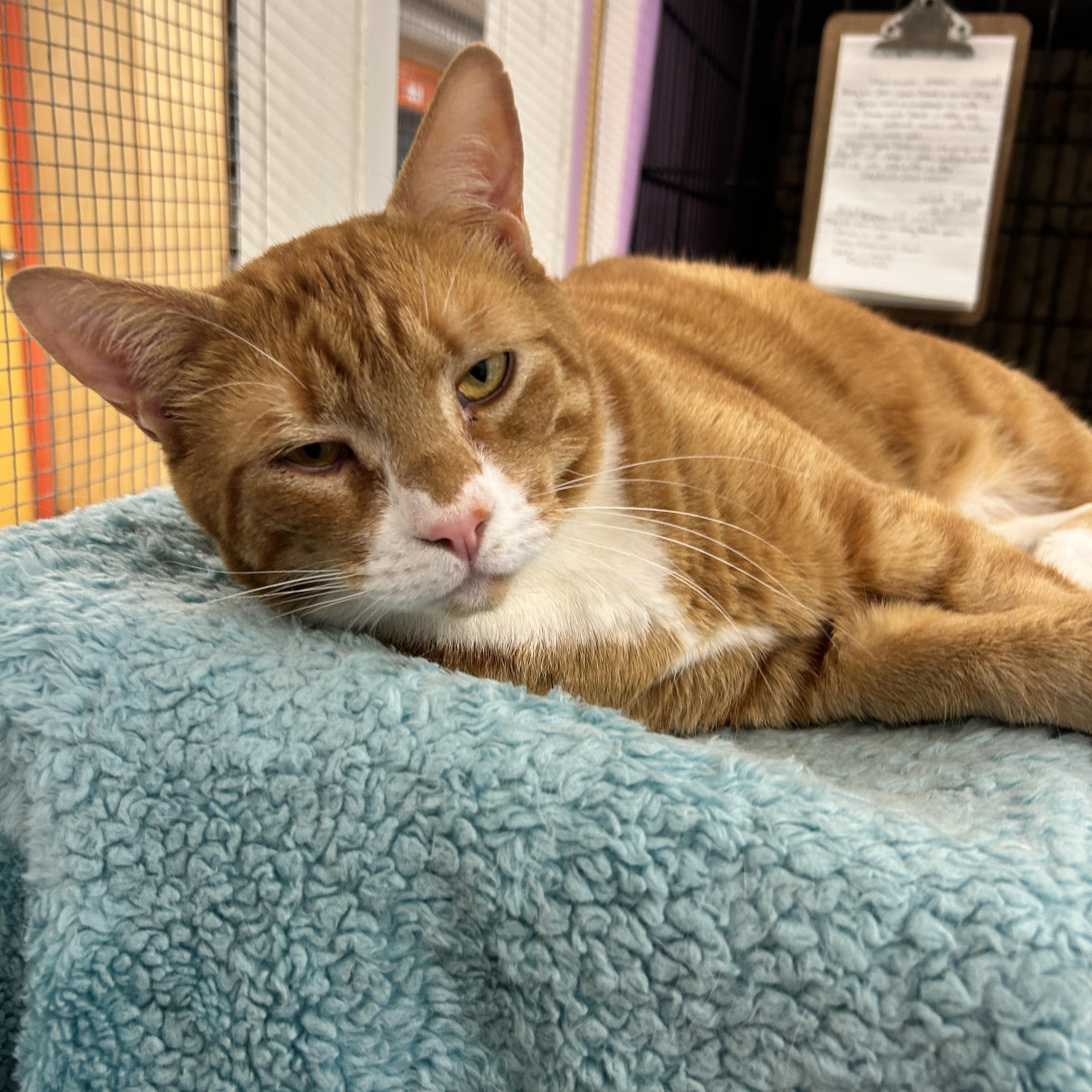 Neutron, ADOPTABLE, Adult Male Tabby.