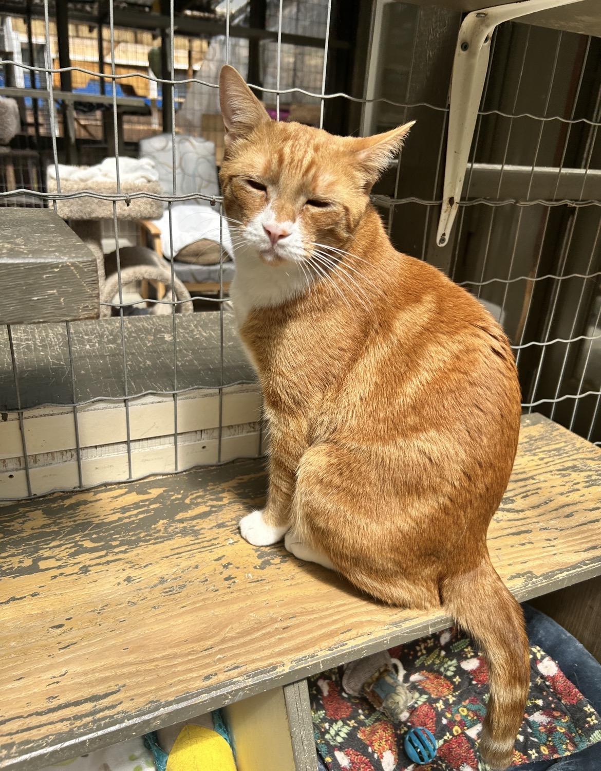 Enlarge Neutron, a ADOPTABLE Tabby in Maple Ridge, BC image 5/6