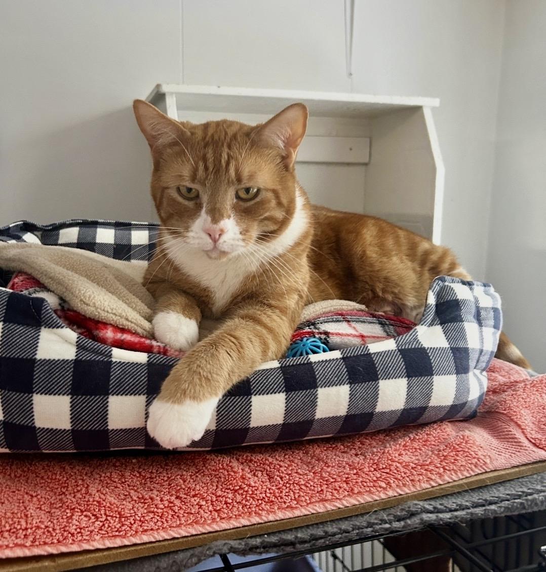 Enlarge Neutron, a ADOPTABLE Tabby in Maple Ridge, BC image 4/6