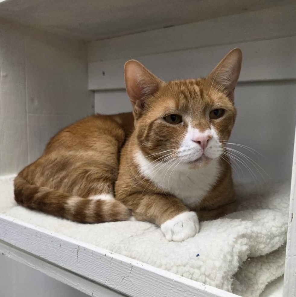 Enlarge Neutron, a ADOPTABLE Tabby in Maple Ridge, BC image 3/6