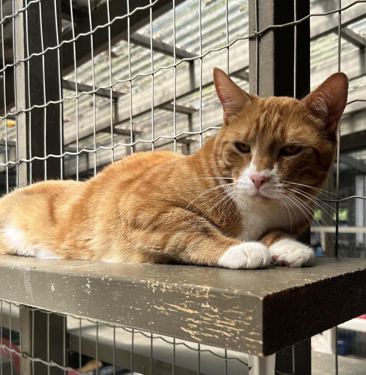 Enlarge Neutron, a ADOPTABLE Tabby in Maple Ridge, BC image 6/6