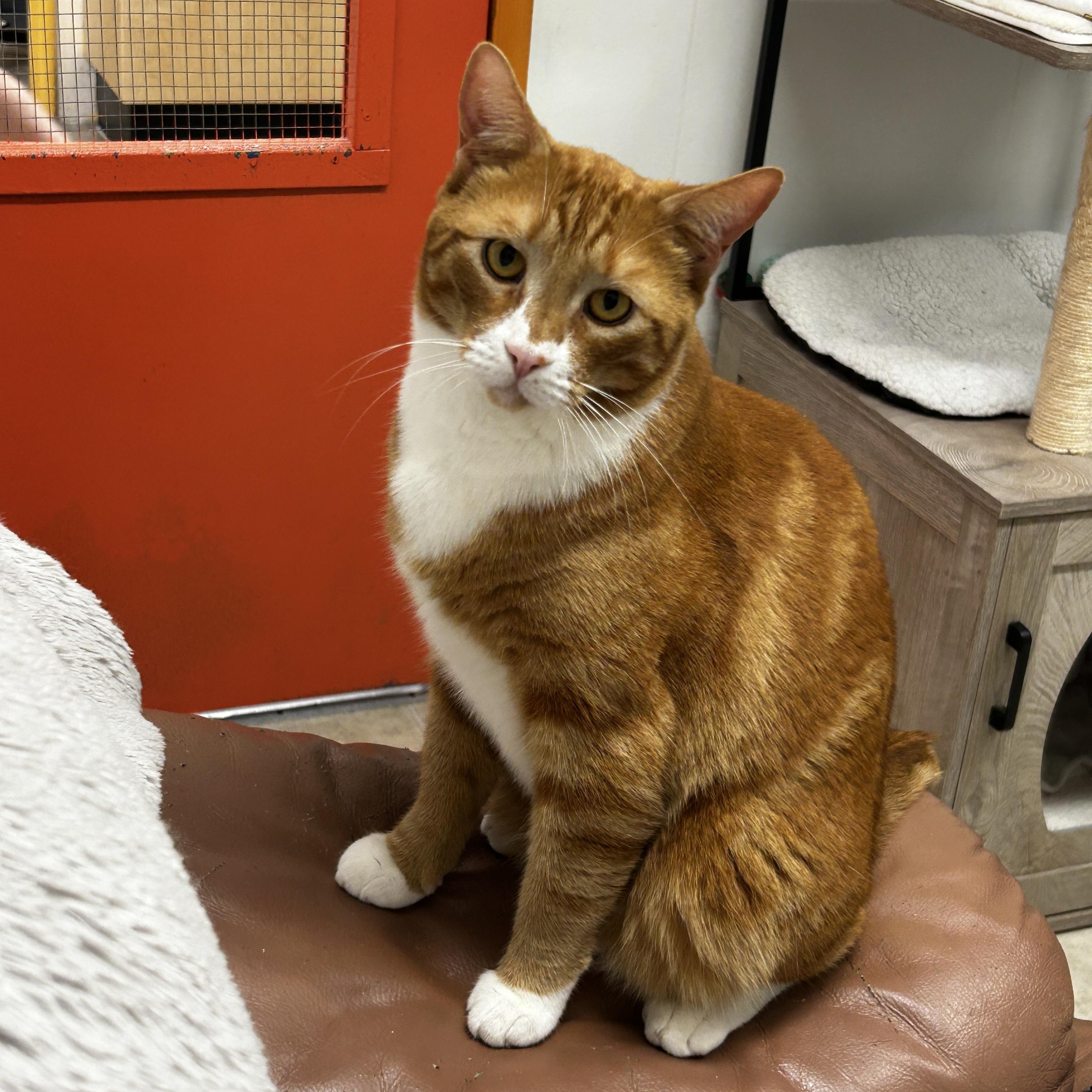 Enlarge Neutron, a ADOPTABLE Tabby in Maple Ridge, BC image 2/6