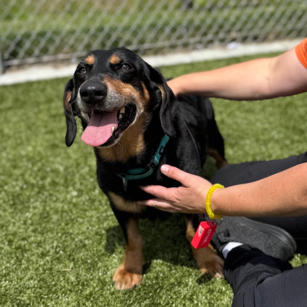 Hugo, Adoptable, Senior Male Basset Hound & Mixed Breed.