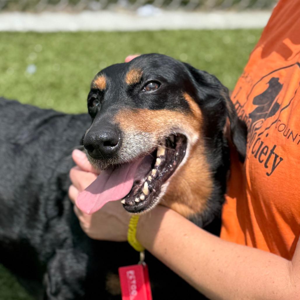 Enlarge Hugo, a Adoptable mixed breed in Nashville, IN image 2/6