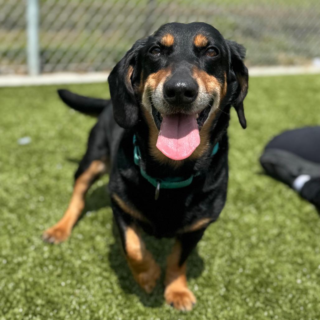 Enlarge Hugo, a Adoptable mixed breed in Nashville, IN image 3/6