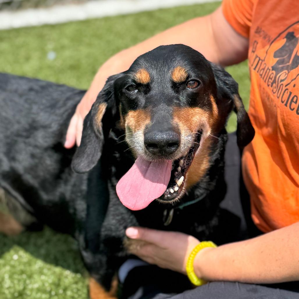 Enlarge Hugo, a Adoptable mixed breed in Nashville, IN image 4/6