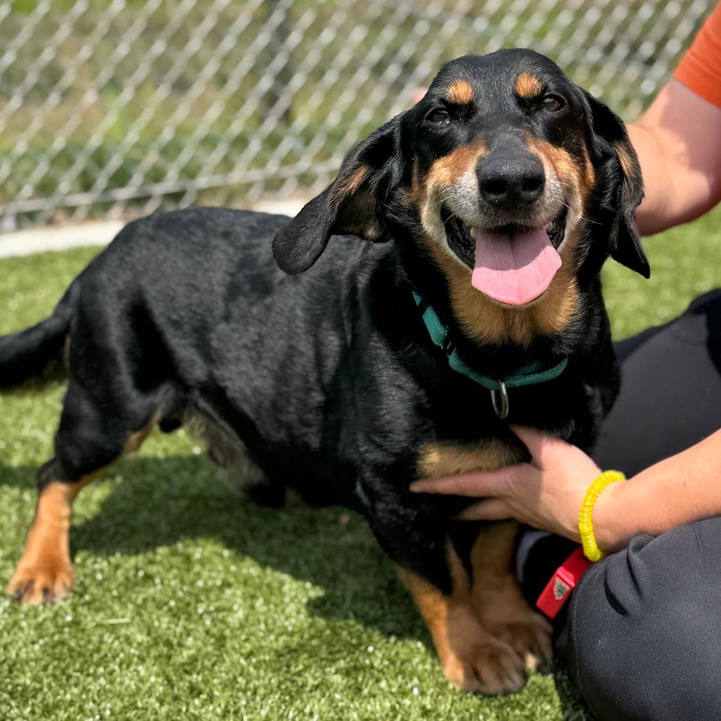Enlarge Hugo, a Adoptable mixed breed in Nashville, IN image 5/6