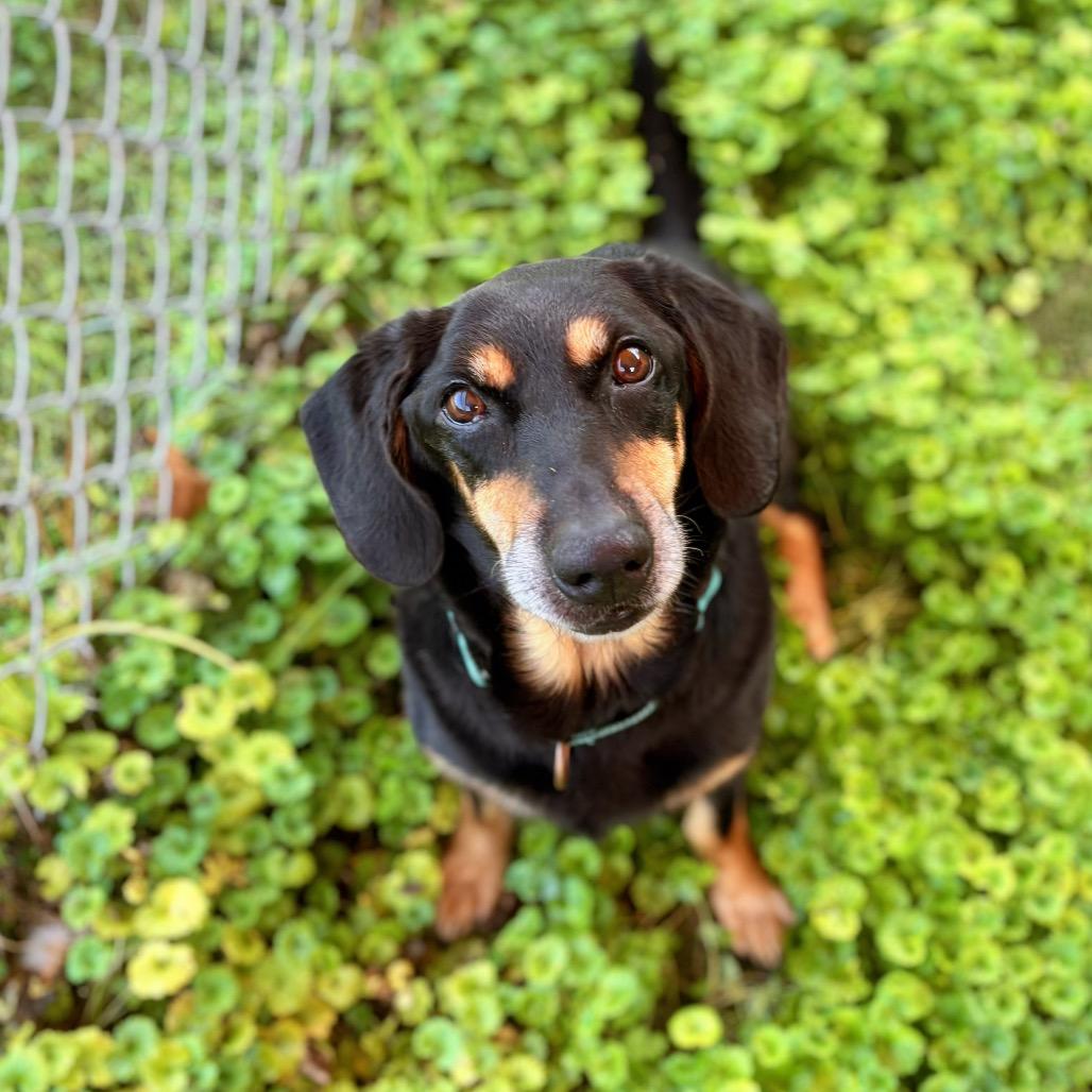 Enlarge Hugo, a Adoptable mixed breed in Nashville, IN image 4/5