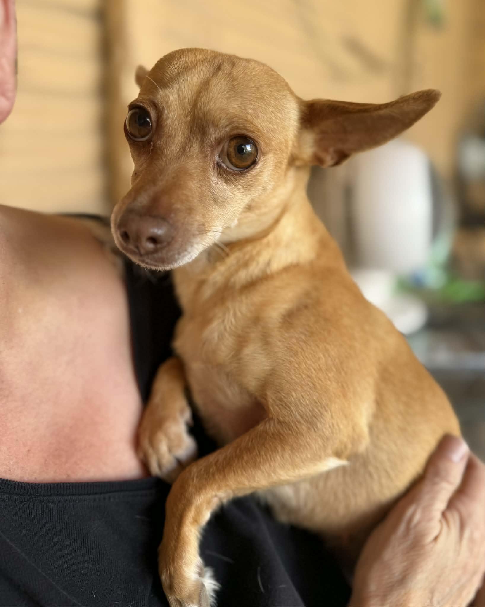 Enlarge Alma, a Adoptable mixed breed in PHOENIX, AZ image 6/6