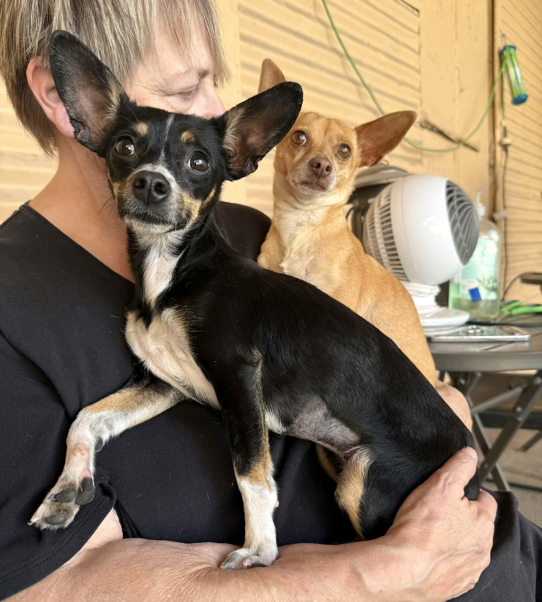 Enlarge Alma, a Adoptable mixed breed in PHOENIX, AZ image 5/6