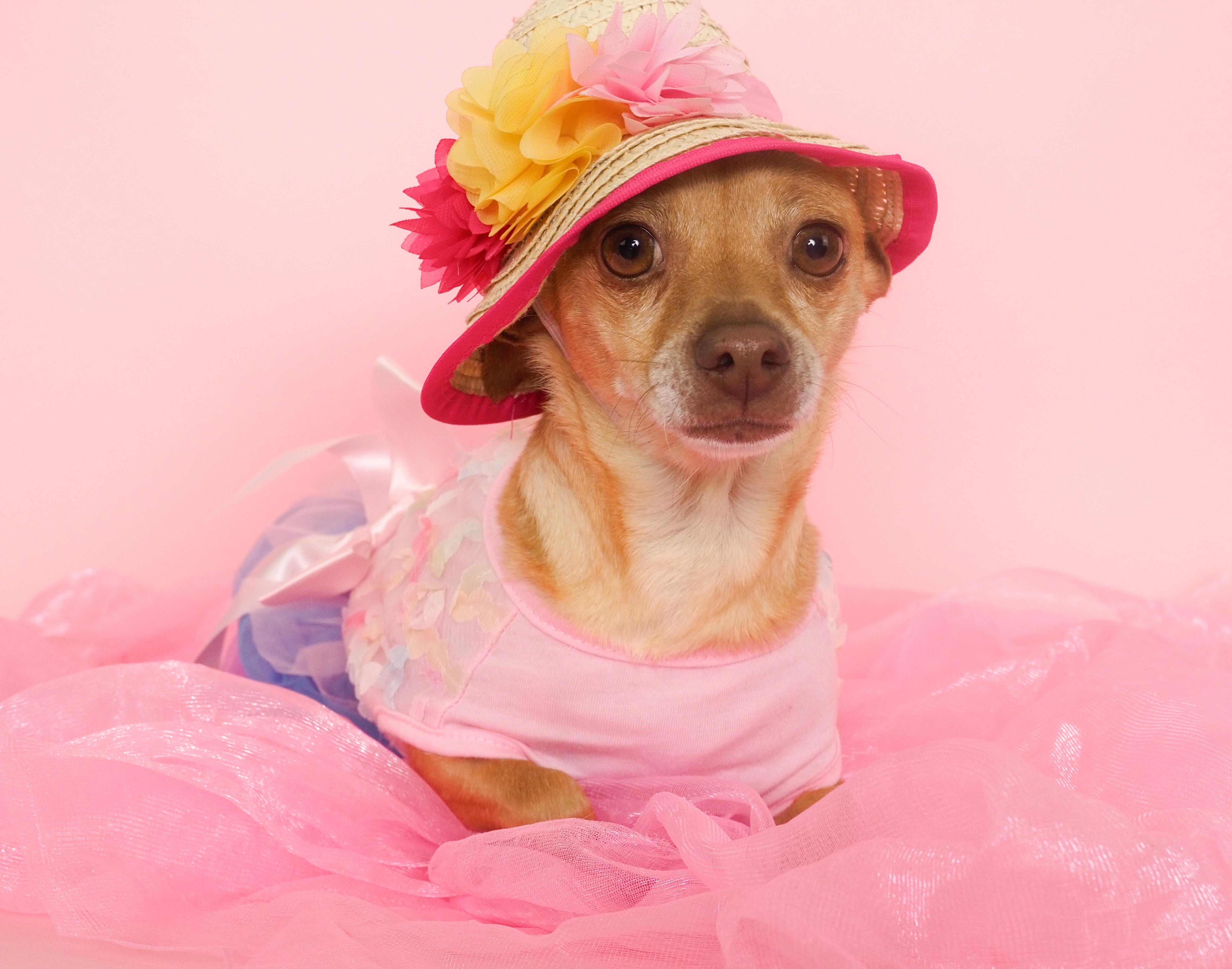 Alma, Adoptable, Young Female Chihuahua.