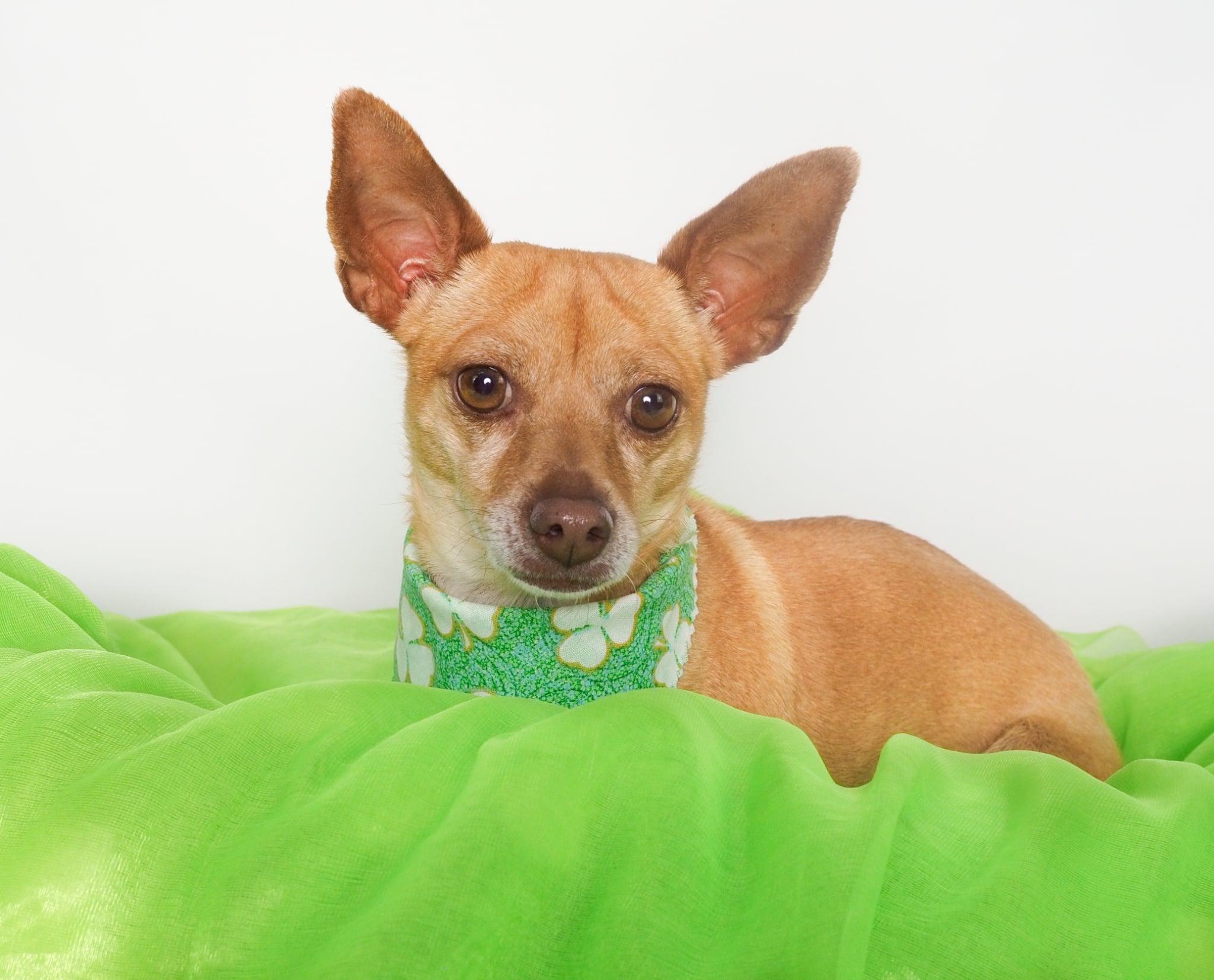 Alma — thumbnail 4