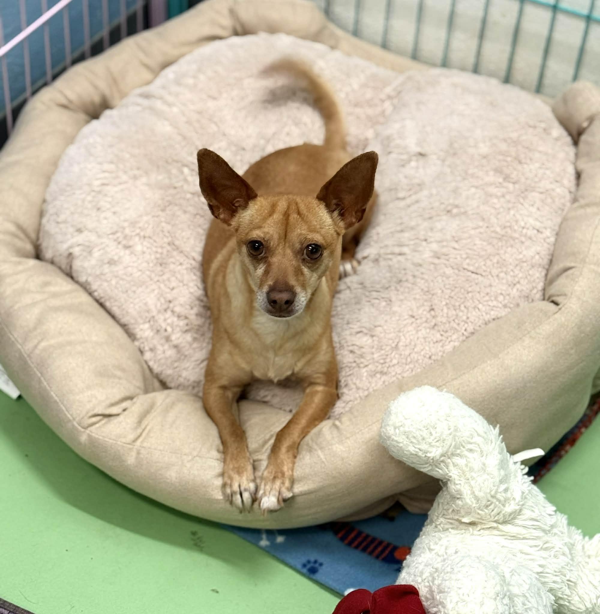 Enlarge Alma, a Adoptable mixed breed in PHOENIX, AZ image 3/6