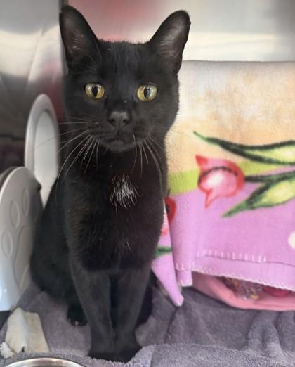 Sparkles, Adoptable, Adult Female Domestic Short Hair & Domestic Short Hair.