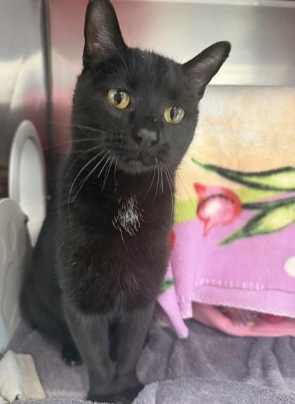 Sparkles, a Adoptable mixed breed in Scotia, NY image 2/3