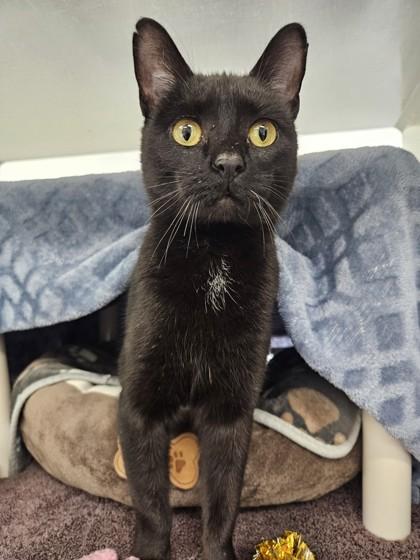 Sparkles, a Adoptable mixed breed in Scotia, NY image 3/3