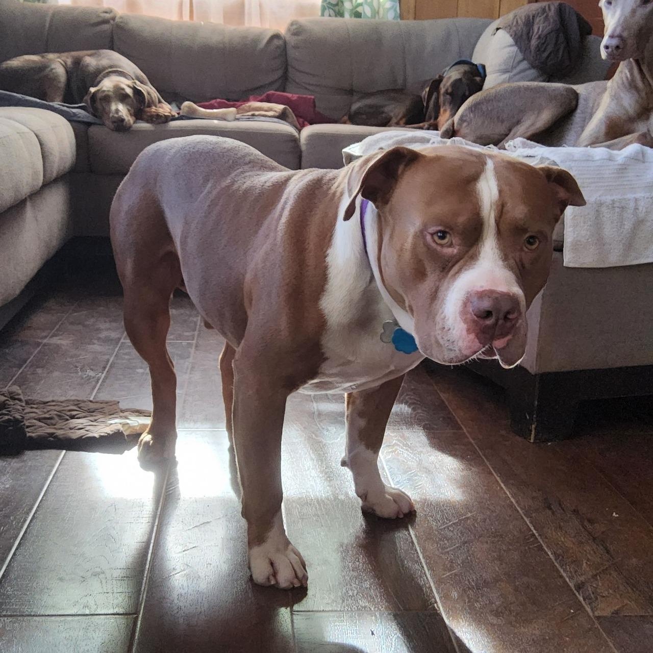 Enlarge Hoss, a ADOPTABLE Pit Bull Terrier in Cleveland, OH image 2/5