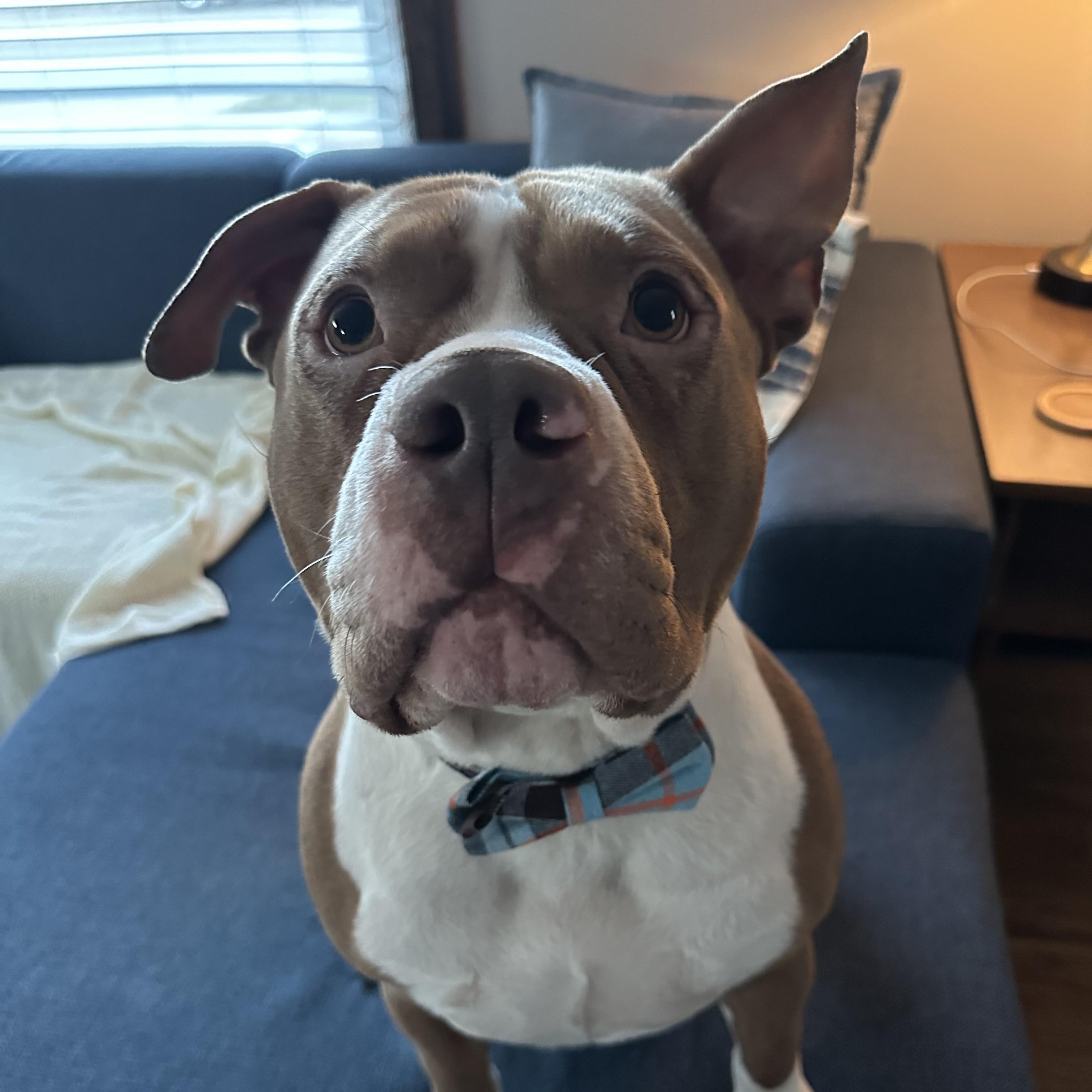 Hoss, ADOPTABLE, Young Male Pit Bull Terrier.