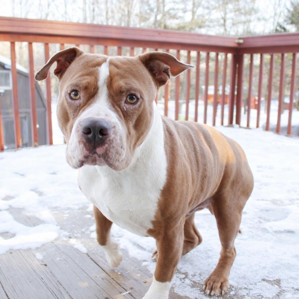 Enlarge Hoss, a ADOPTABLE Pit Bull Terrier in Cleveland, OH image 2/6