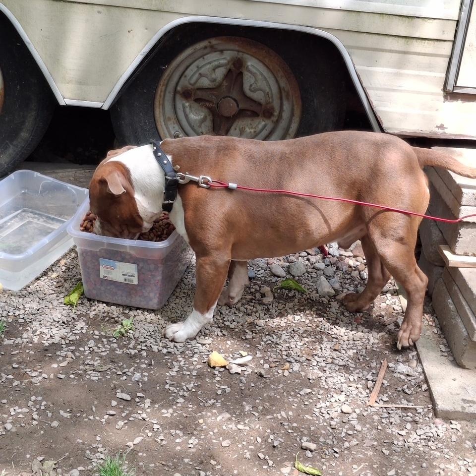Enlarge Hoss, a ADOPTABLE Pit Bull Terrier in Cleveland, OH image 5/5