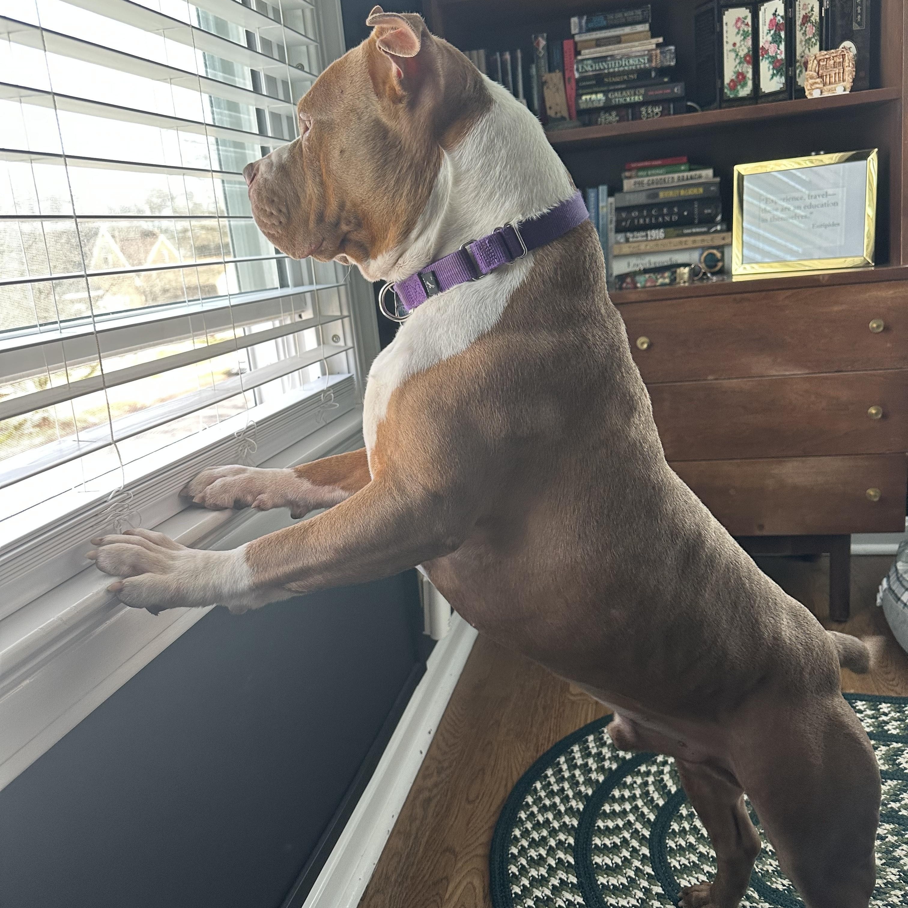 Enlarge Hoss, a ADOPTABLE Pit Bull Terrier in Cleveland, OH image 5/6