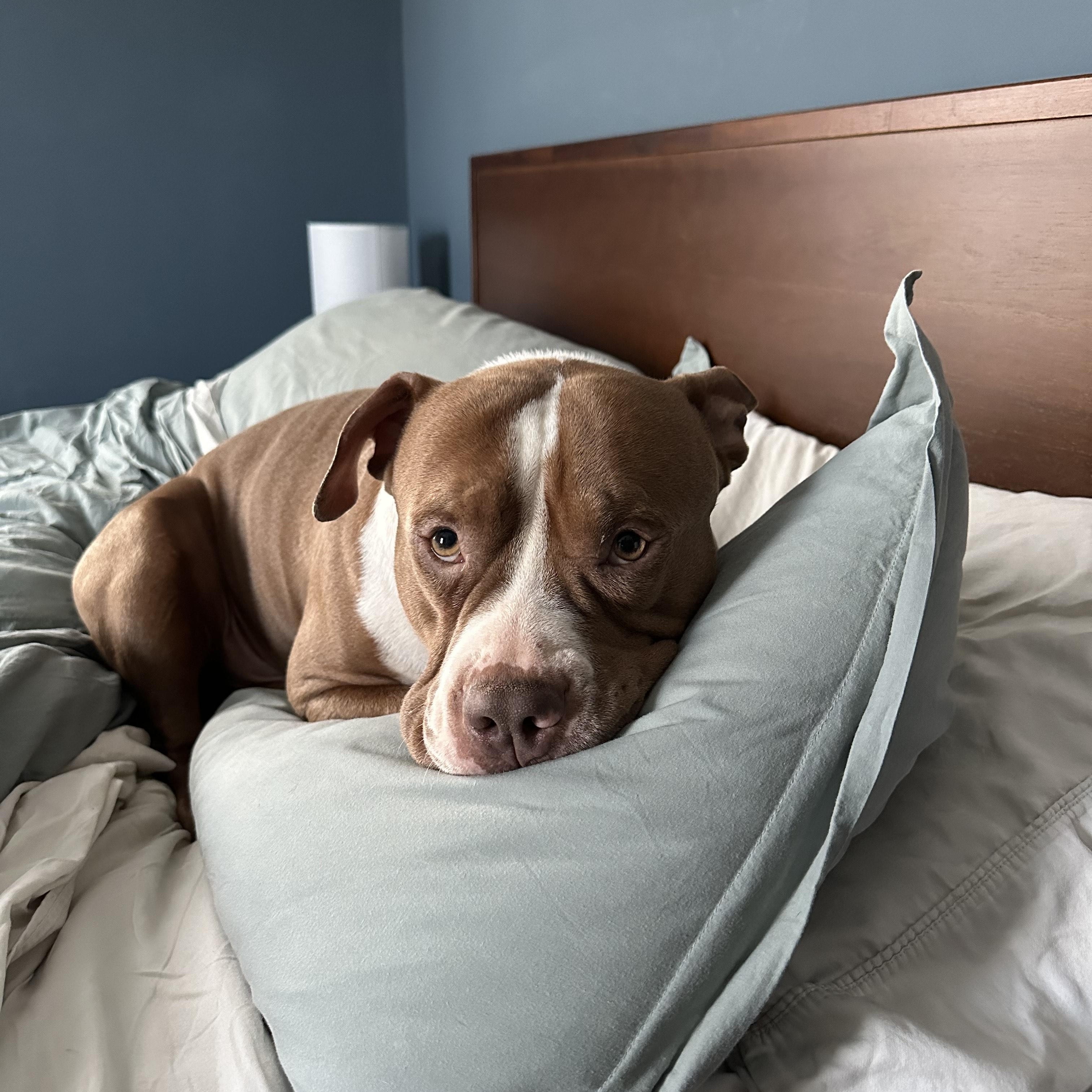 Enlarge Hoss, a ADOPTABLE Pit Bull Terrier in Cleveland, OH image 3/6