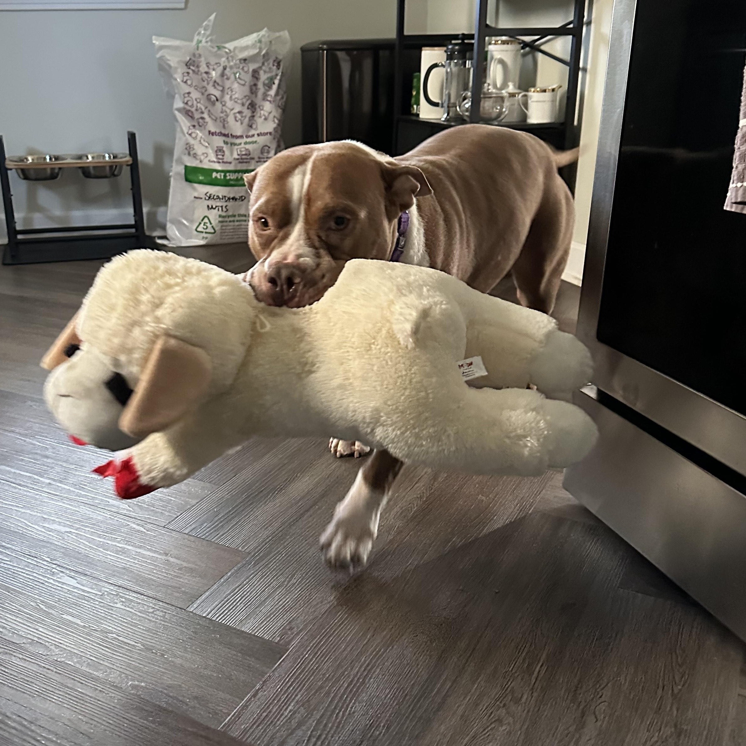 Enlarge Hoss, a ADOPTABLE Pit Bull Terrier in Cleveland, OH image 6/6