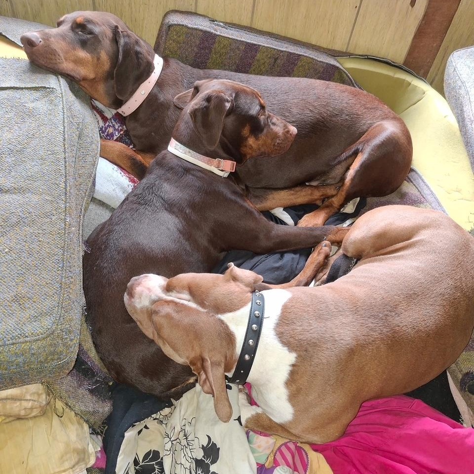 Enlarge Hoss, a ADOPTABLE Pit Bull Terrier in Cleveland, OH image 4/5