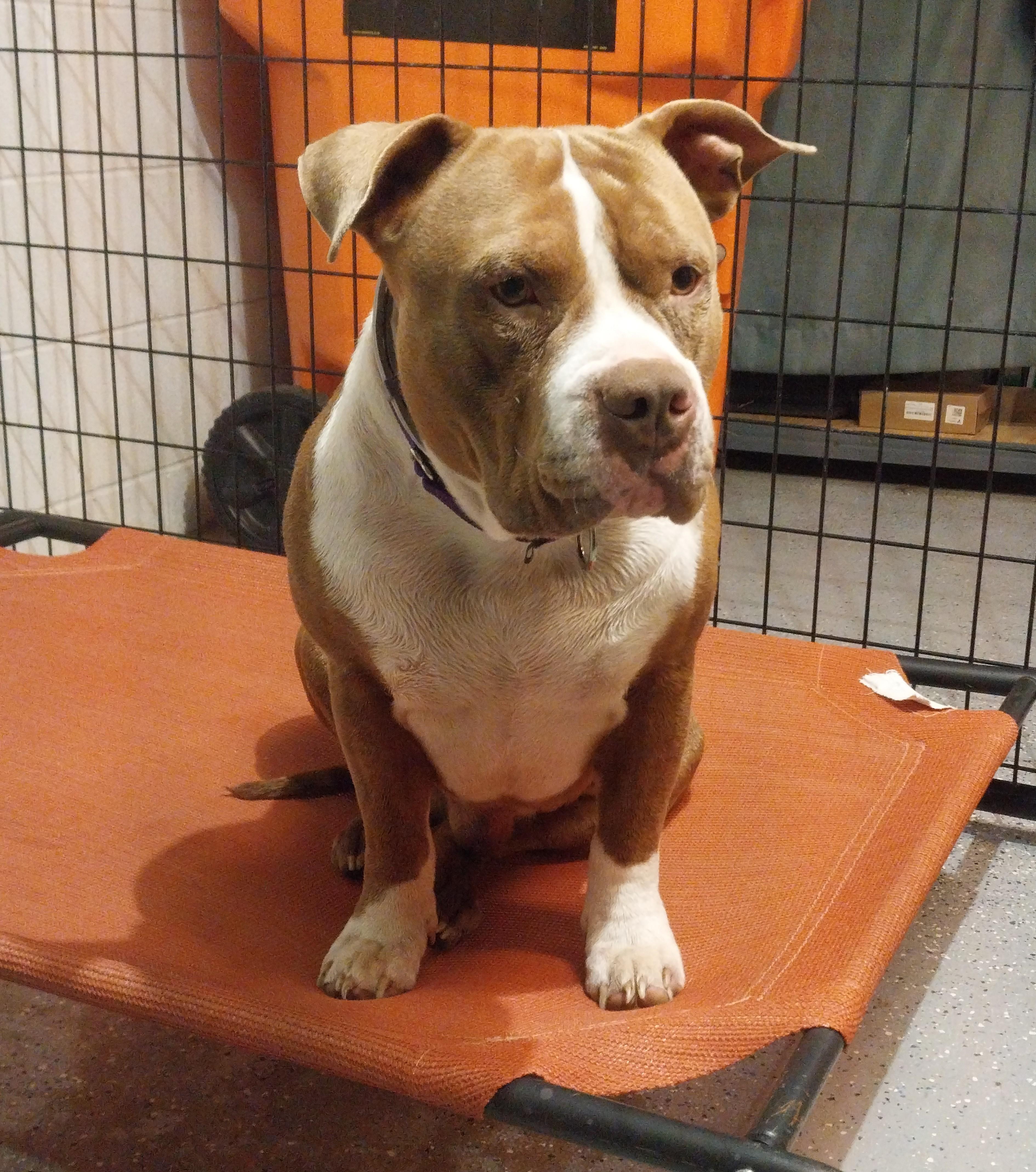 Enlarge Hoss, a ADOPTABLE Pit Bull Terrier in Cleveland, OH image 1/5