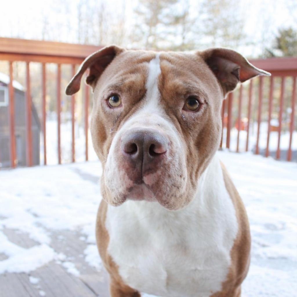 Enlarge Hoss, a ADOPTABLE Pit Bull Terrier in Cleveland, OH image 1/6