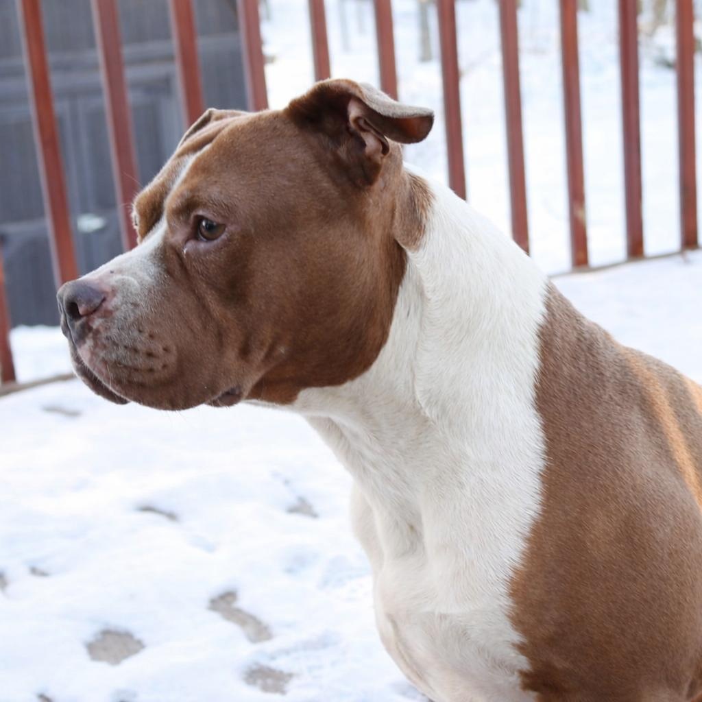 Enlarge Hoss, a ADOPTABLE Pit Bull Terrier in Cleveland, OH image 4/6