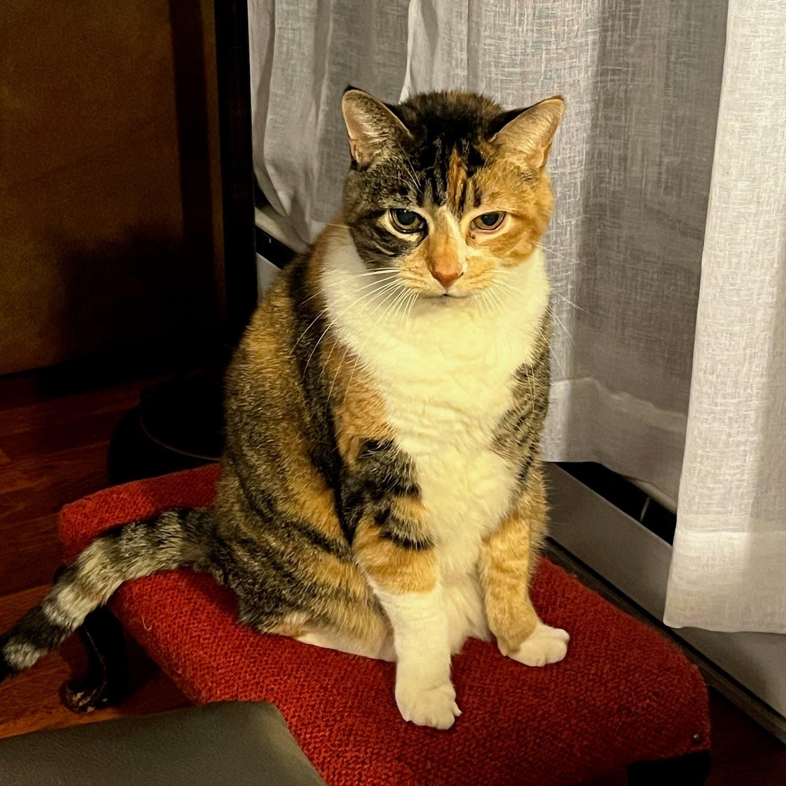 Enlarge Tabula, a Adoptable Domestic Short Hair in Oswego, NY image 1/3