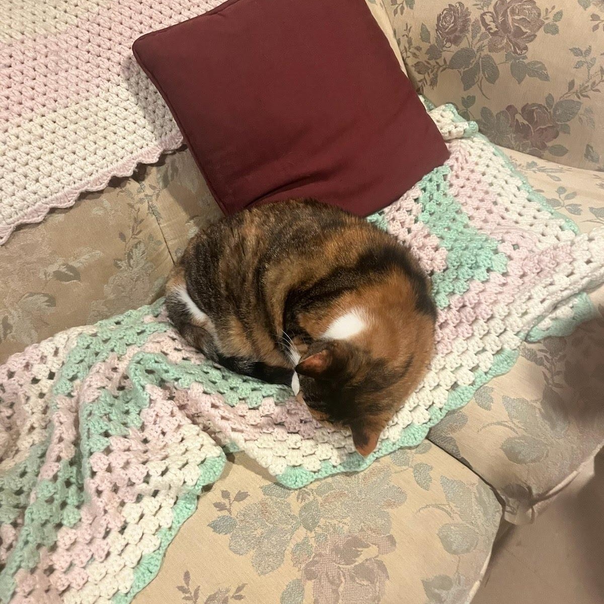 Enlarge Tabula, a Adoptable Domestic Short Hair in Oswego, NY image 2/3