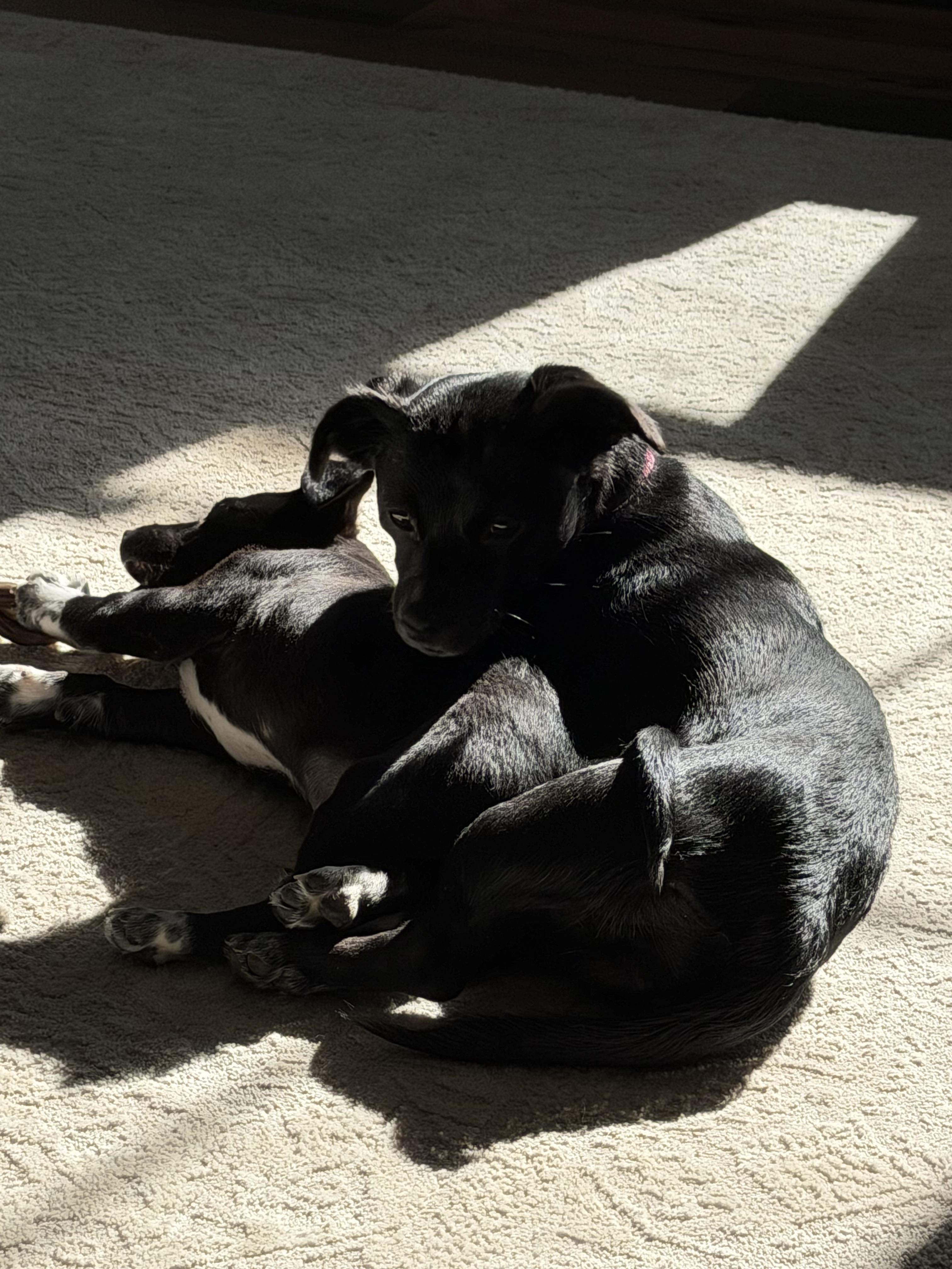 Enlarge Benny , an adopted mixed breed in Knoxville, TN image 4/5