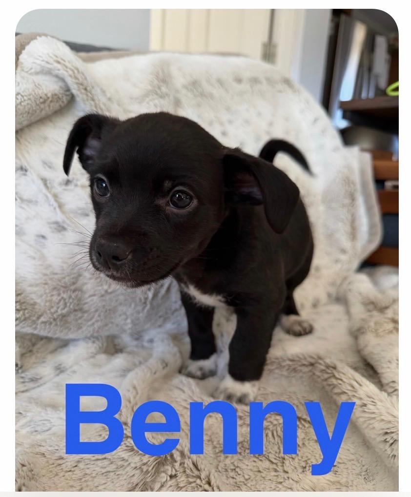 Enlarge Benny , an adopted mixed breed in Knoxville, TN image 5/5