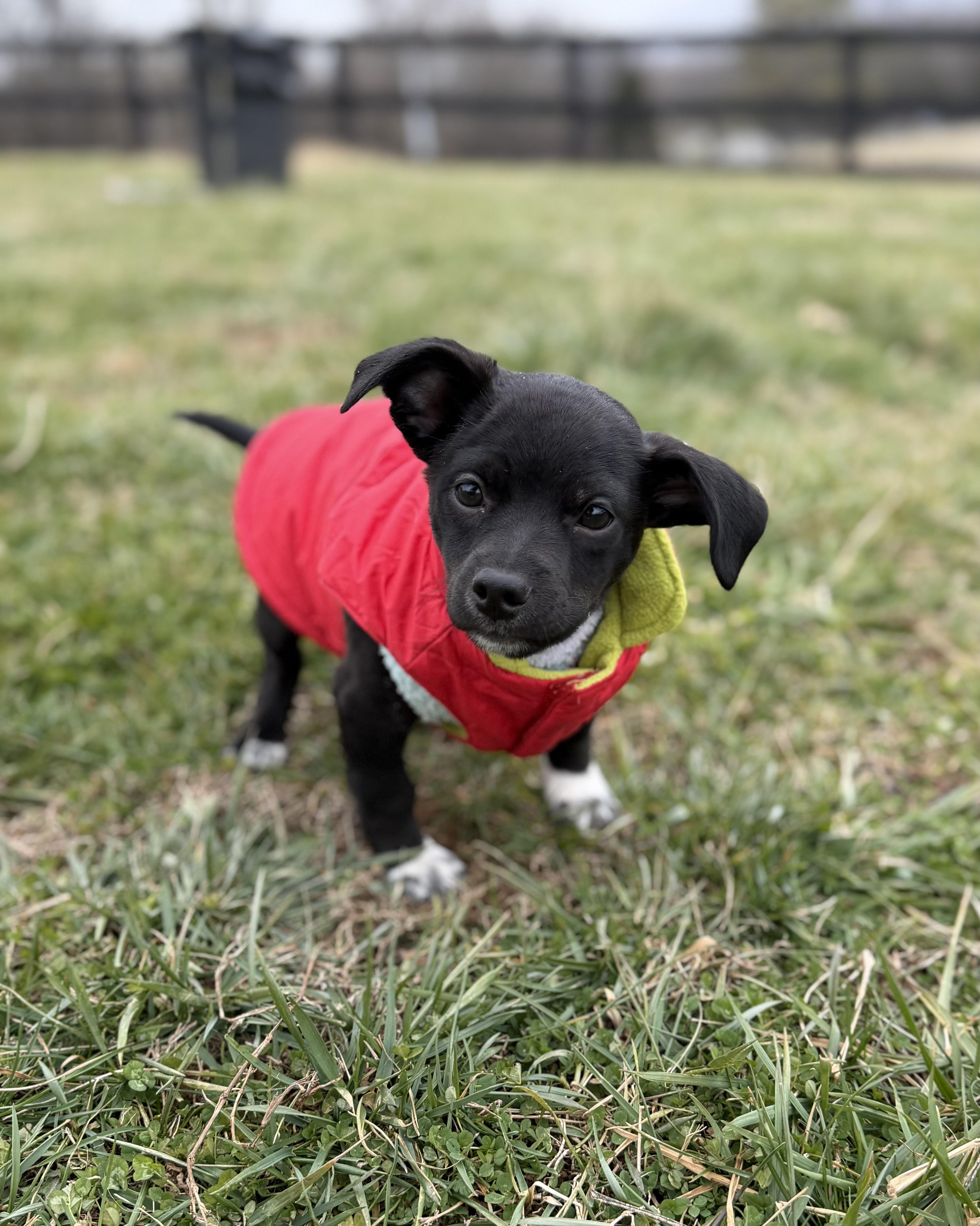 Benny , adopted, Puppy Male Chihuahua & Dachshund.