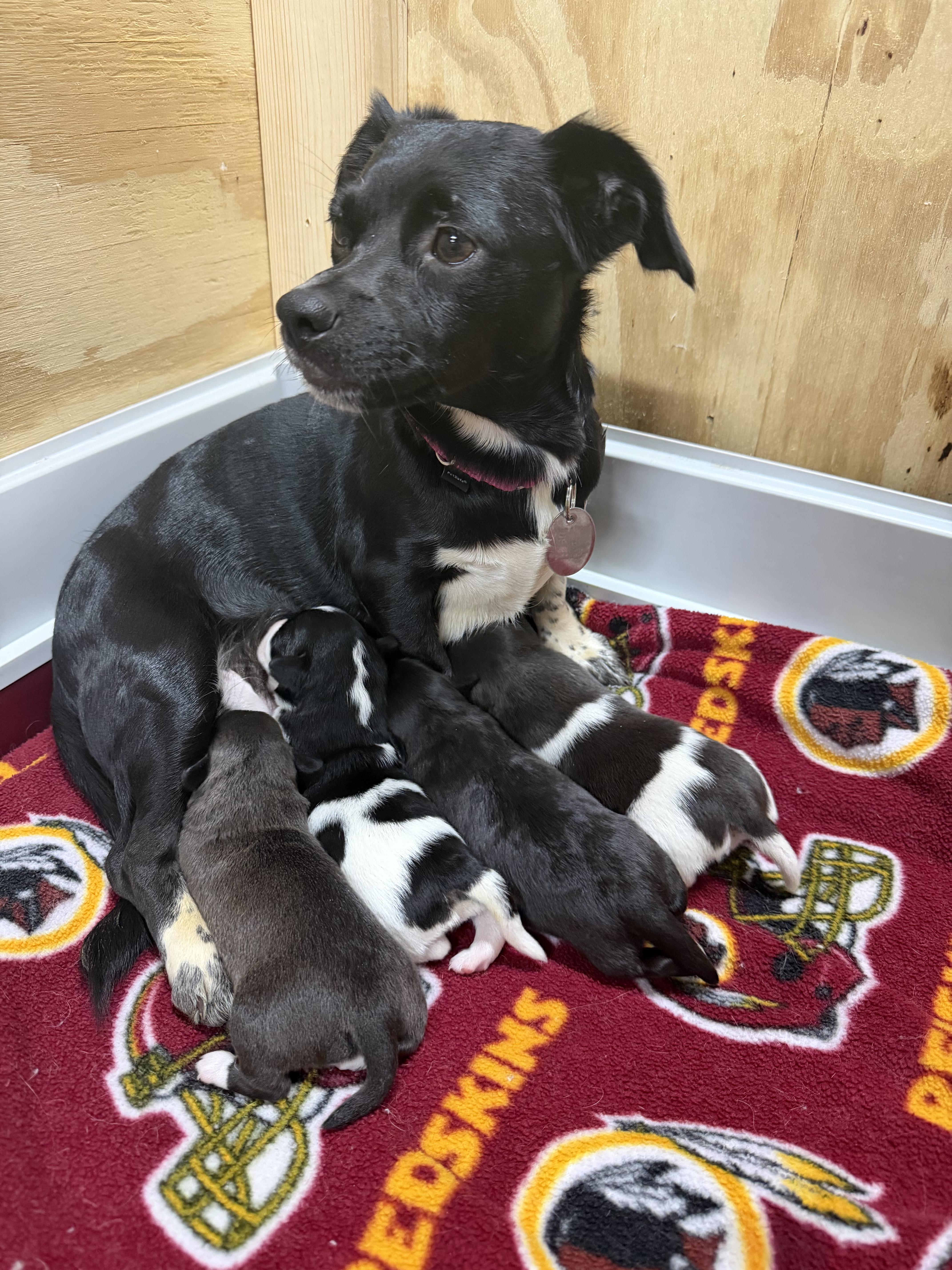 Enlarge Benny , an adopted mixed breed in Knoxville, TN image 2/5