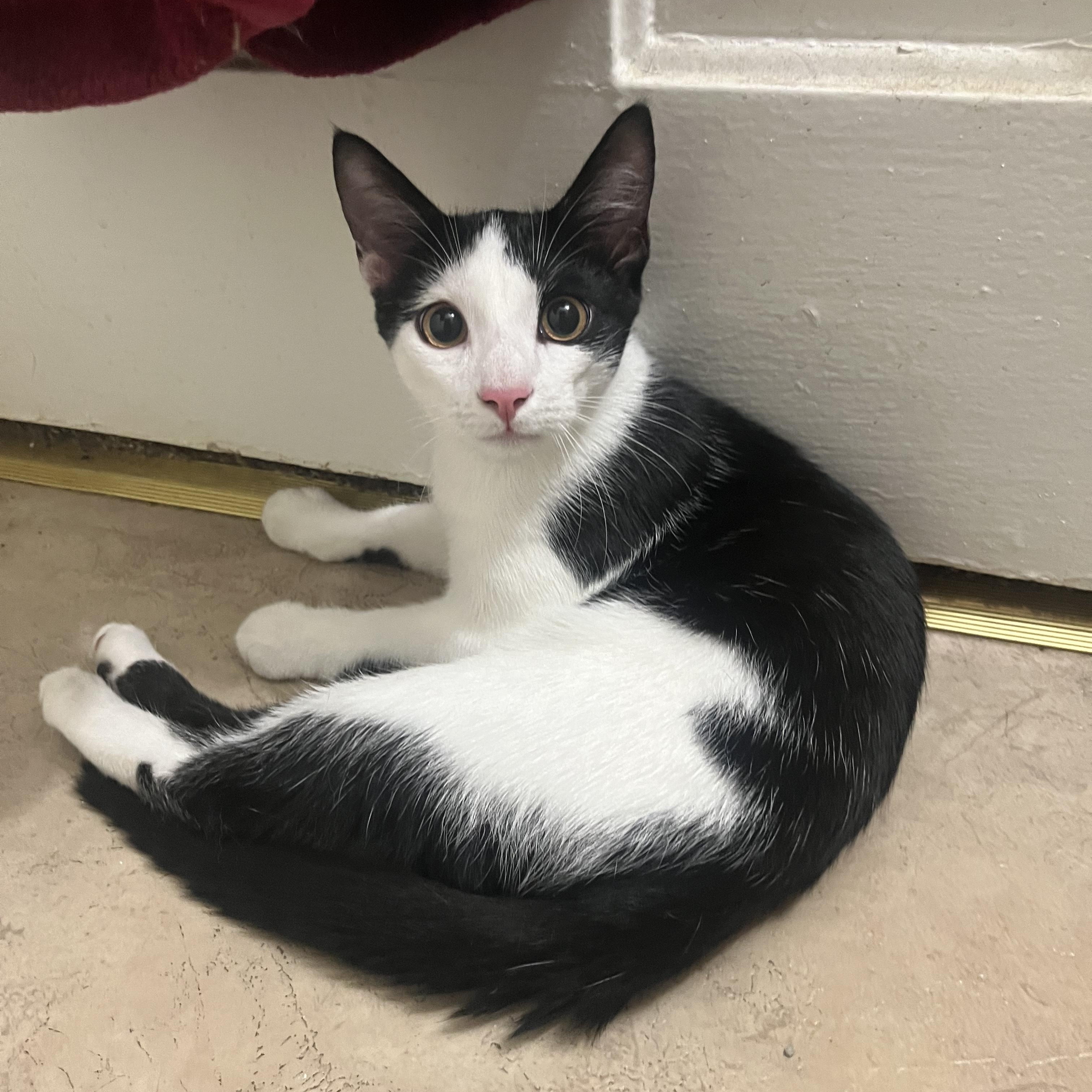 Enlarge Papa, an adopted Domestic Short Hair in Pittsburgh, PA image 1/1