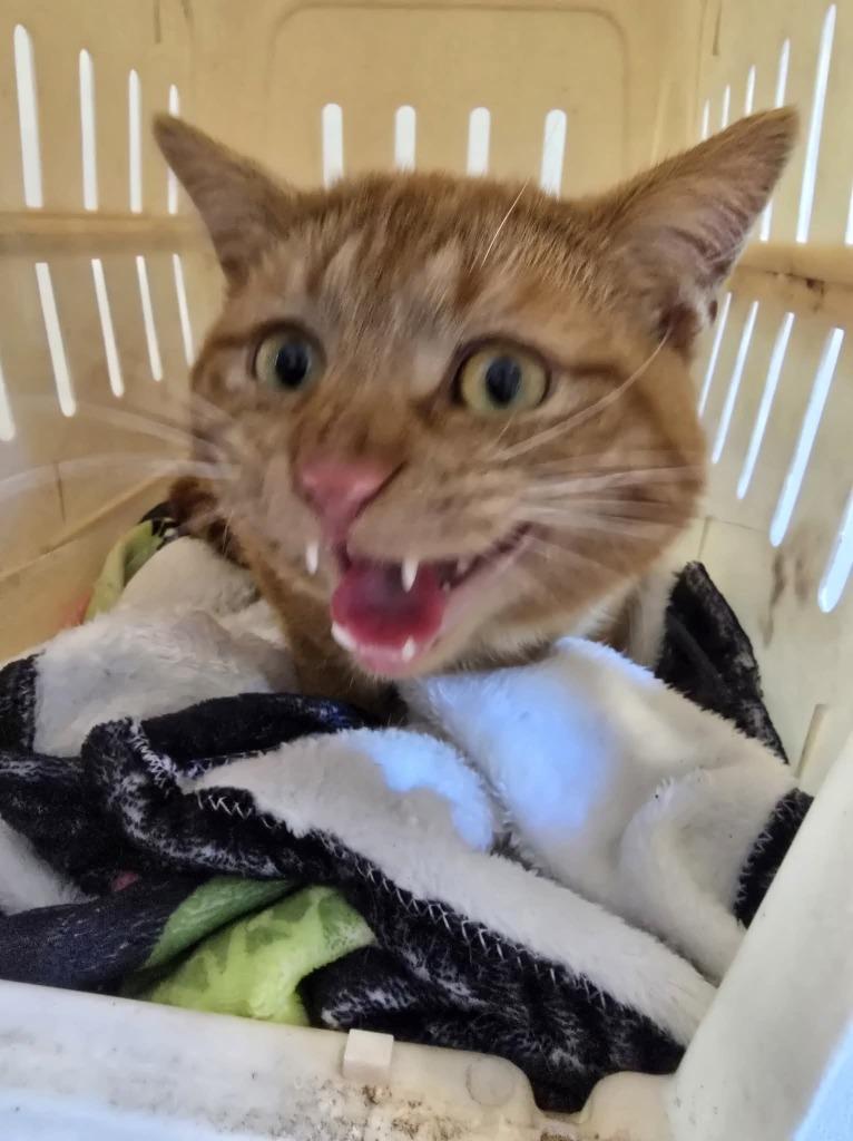 Garfield, Adoptable, Young Male Domestic Short Hair.