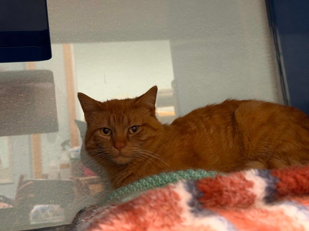 Enlarge Garfield, a Adoptable mixed breed in Ashland, WI image 2/2