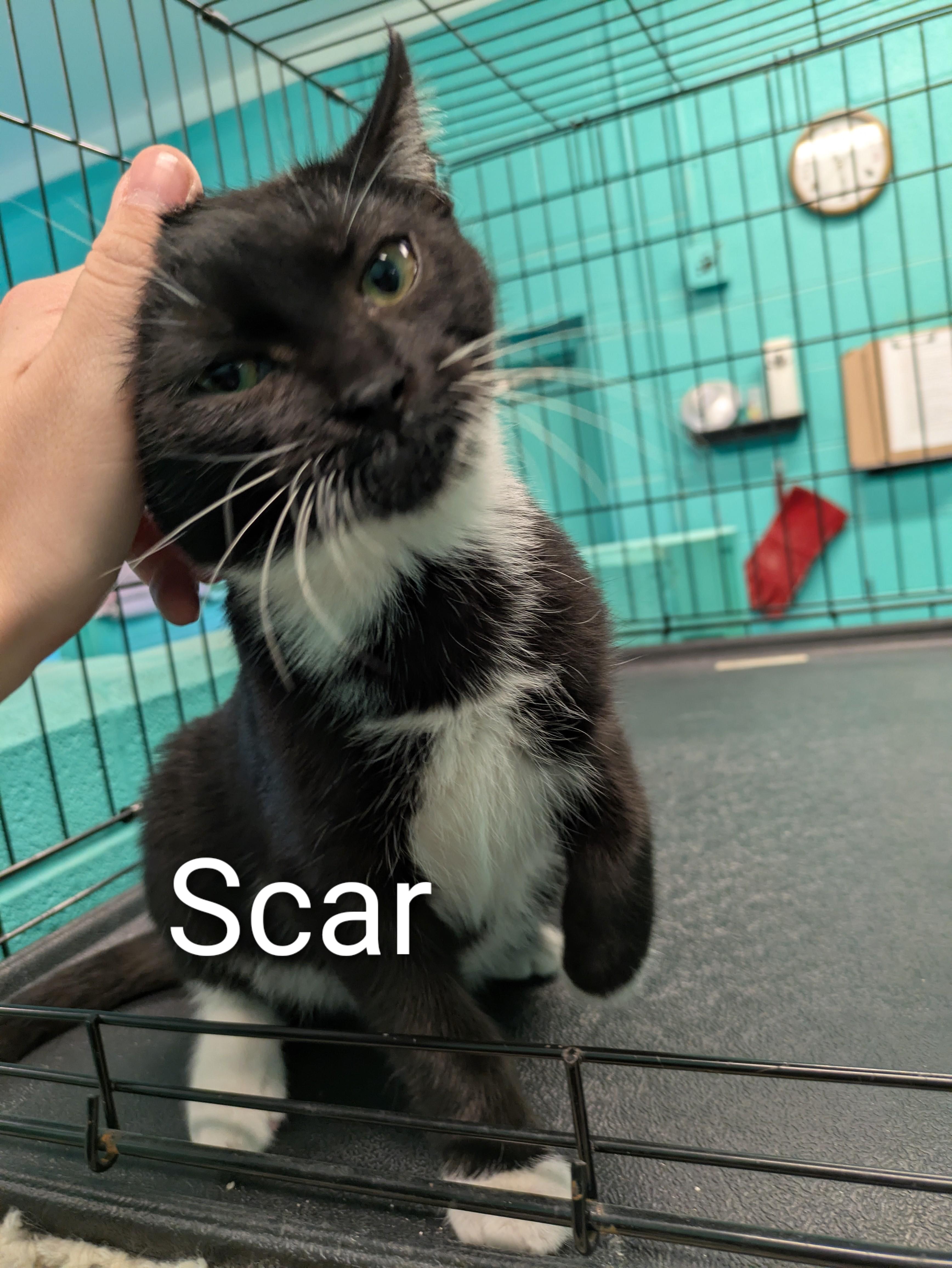 Enlarge Scar, a Adoptable mixed breed in Bedford, VA image 1/1