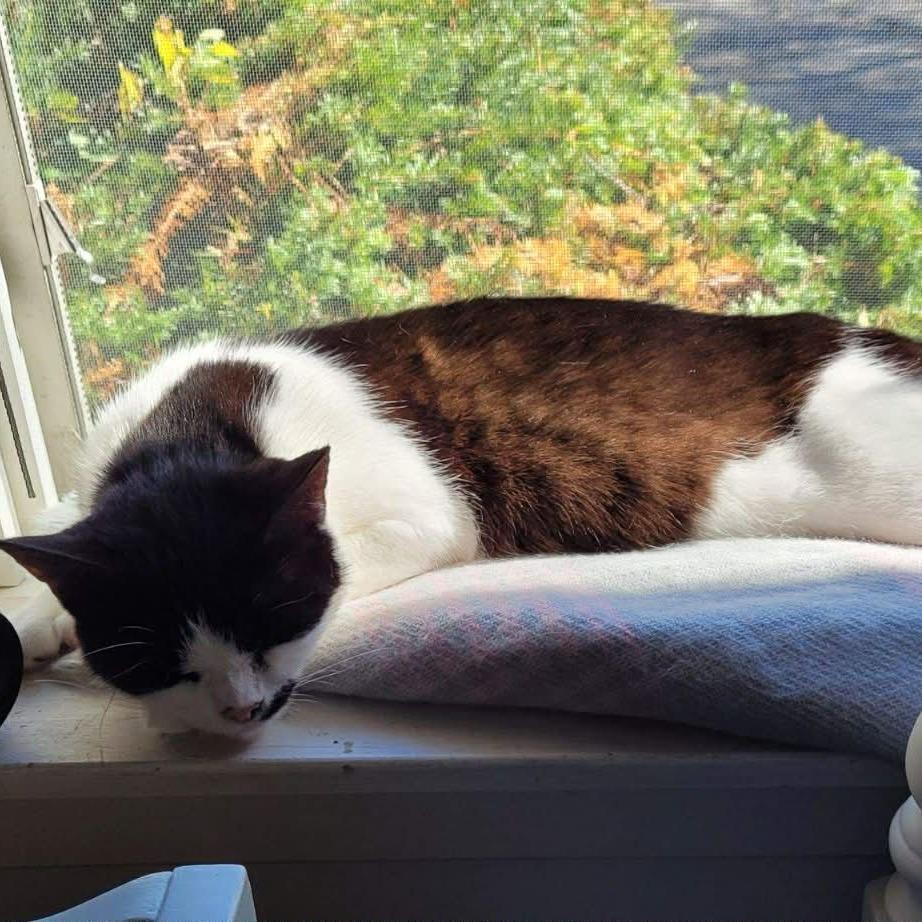 Enlarge Moolissa, a Adoptable Domestic Short Hair in Hampton Bays, NY image 1/6